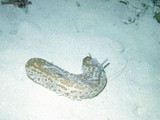 A Bohadschia Argus Sea Cucumber.