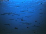 A school of Chevron Barracuda with some Redtooth Triggerfish thrown in for good measure.
