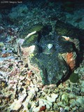 My best picture to date of a Giant Giant Clam.