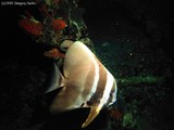I followed this Longfin Spadefish around for a while before I got this picture.