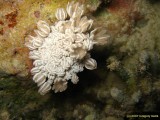 Diving the Red Sea