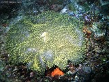 Possibly a Magnificent Sea Anemone with several Pink Anemonefish.