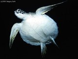 This is my favorite picture from the entire trip. This picture of a Hawksbill Turtle passing by overhead couldn't have been better.