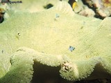 A great shot of a Spotted Porcelain Crab on the edge of a huge Anemone. Various other tiny fish are also around.