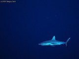 A large Grey Reef Shark with a Remora attached passes just off the wall.